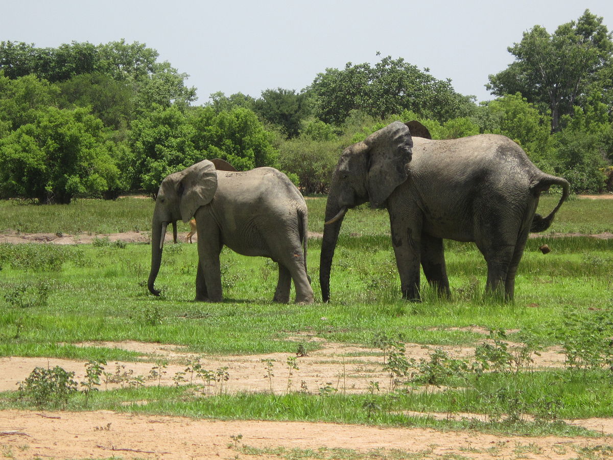 1200px-Ghanaian_wildlife