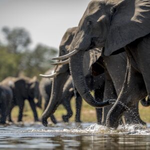 Trails of Crown Forest